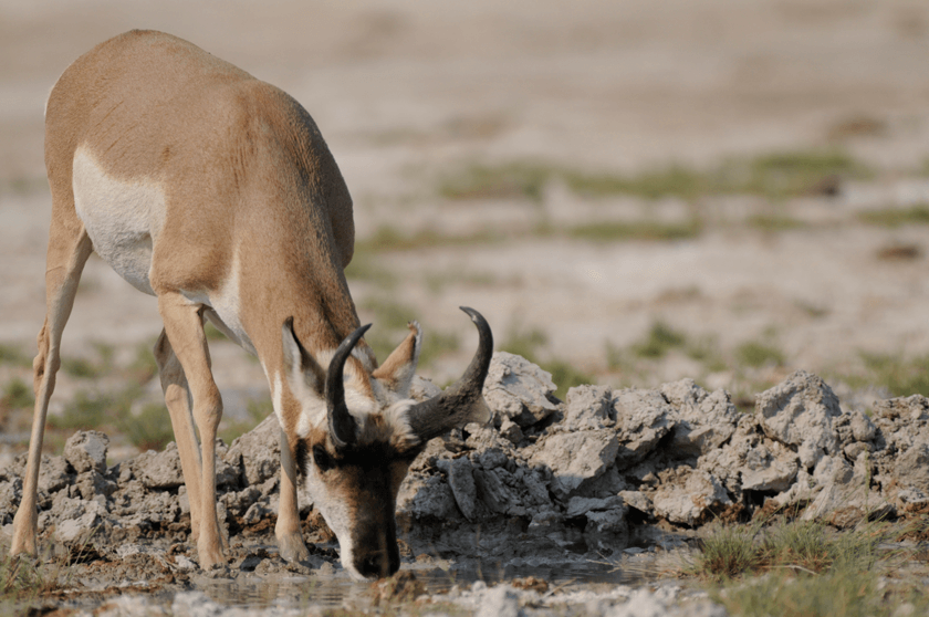 Pronghorn-Drinking-Water.jpg