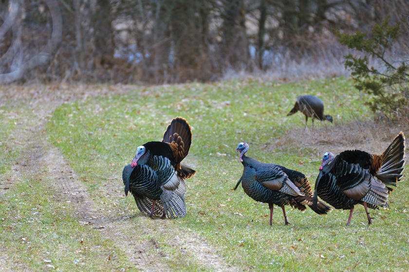 Gobbler Gaffes: How to Hunt Public-Land Turkeys