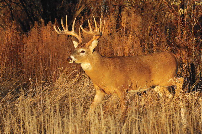 What is the Biggest Point Buck Ever Recorded? Unveiling the Magnificent Antlers.
