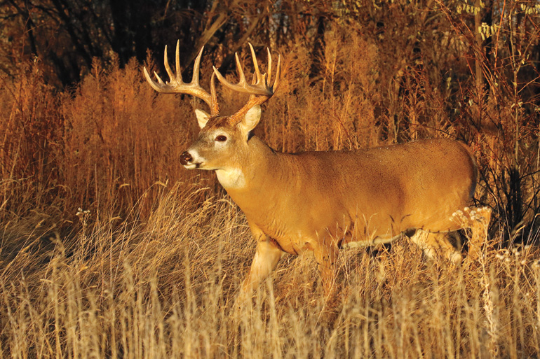 Whitetail buck on sale