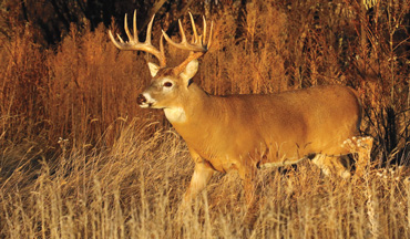Can Whitetails Reason?