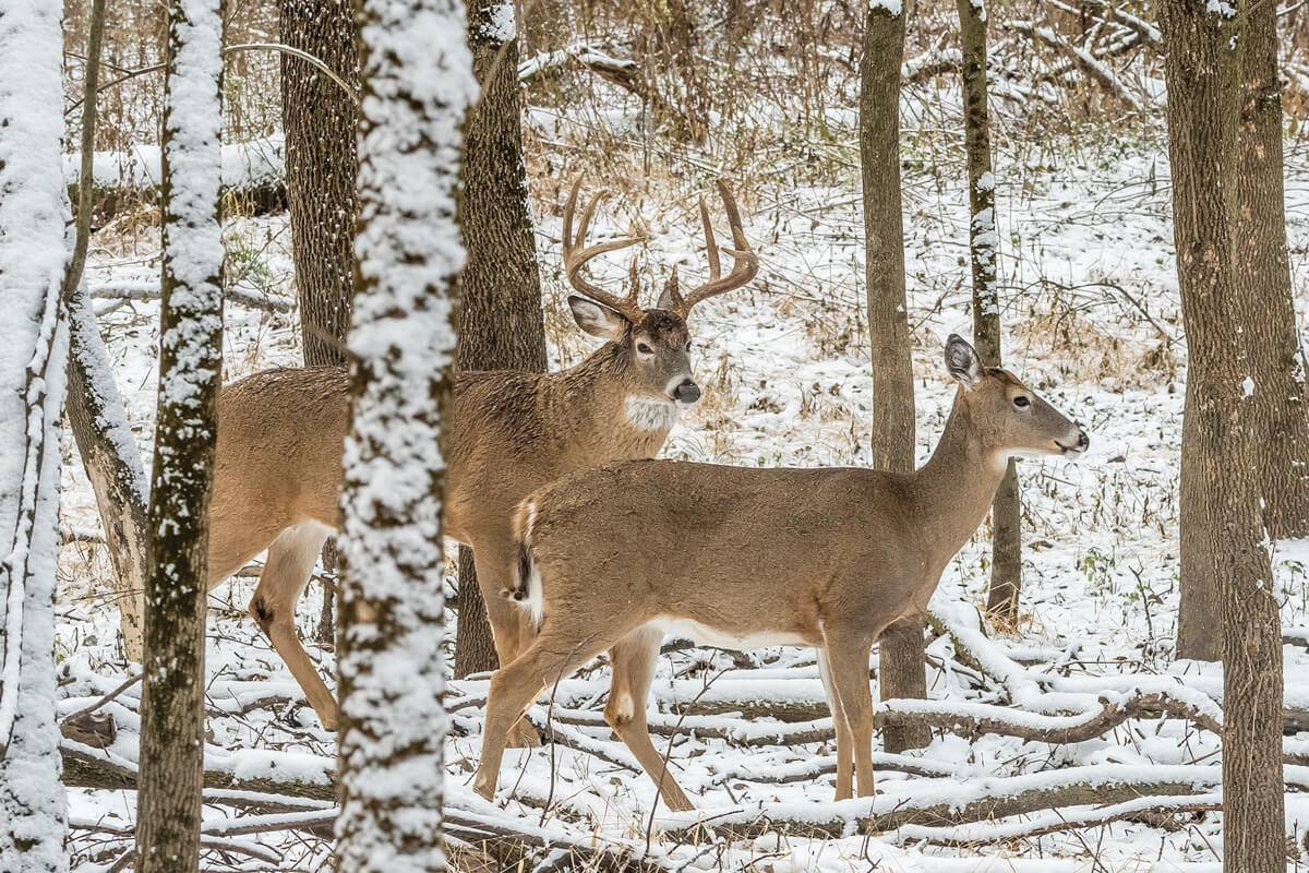 Managing Deer Getting More Difficult