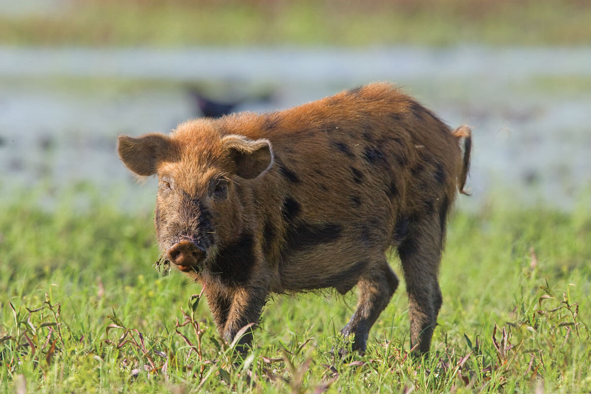Why We Have More Wild Pigs