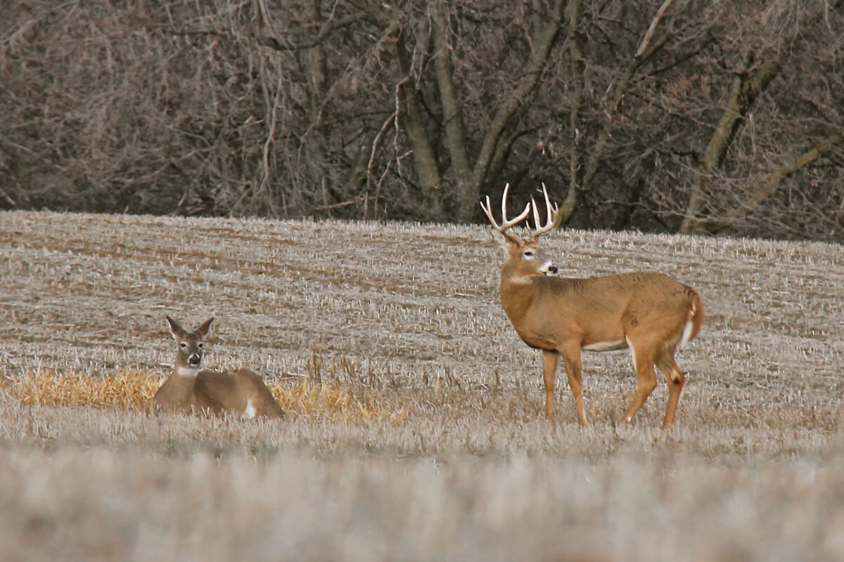 2024 Hunting Scent Control & Attractants Attractants & Scents - Whitetail &  More