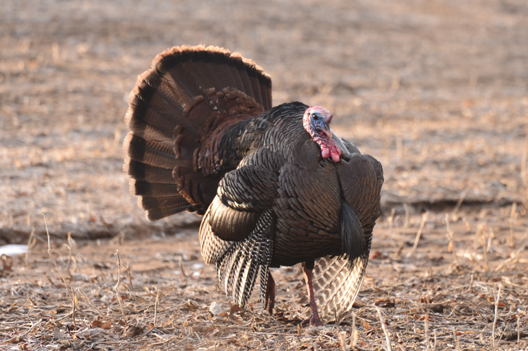 Bowhunting Turkeys: 5 Common Mistakes To Avoid
