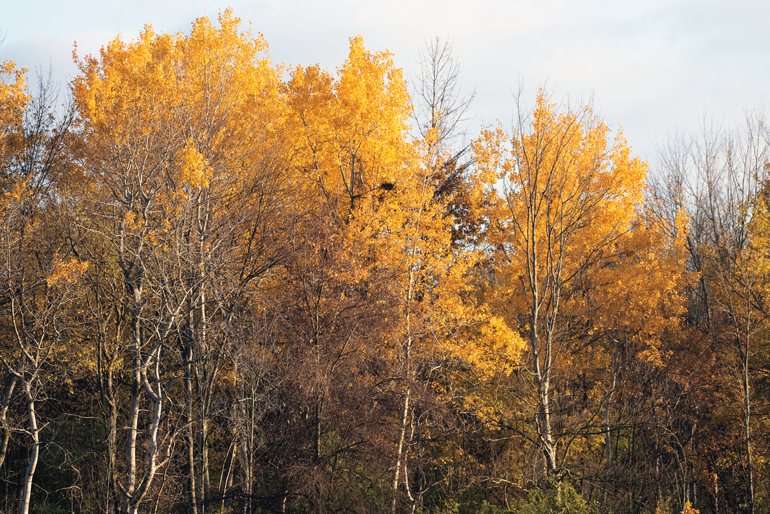 Tim-Kent-October-Fall-Leaves.jpg