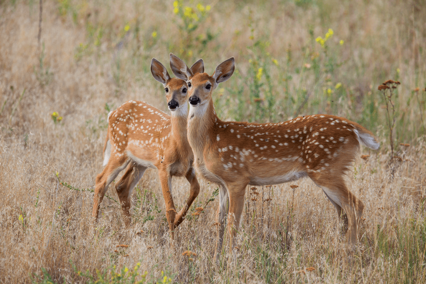 Factors Behind Fawn Mortality
