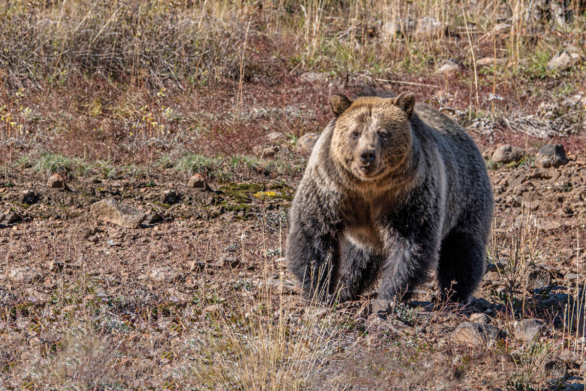 Be Wary of Grizzlies While Bowhunting