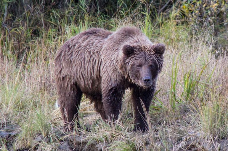 COVID-19 Stops Washington Bear Season, Alters Alaska
