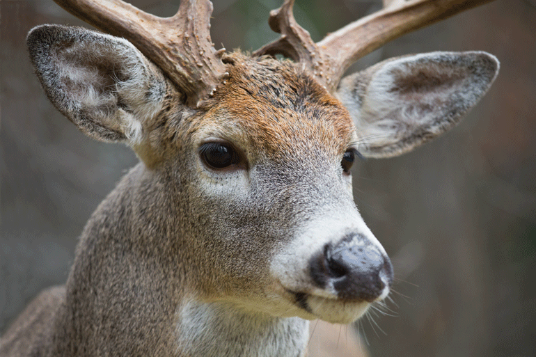 What Deer Can Hear — And How to Beat It!