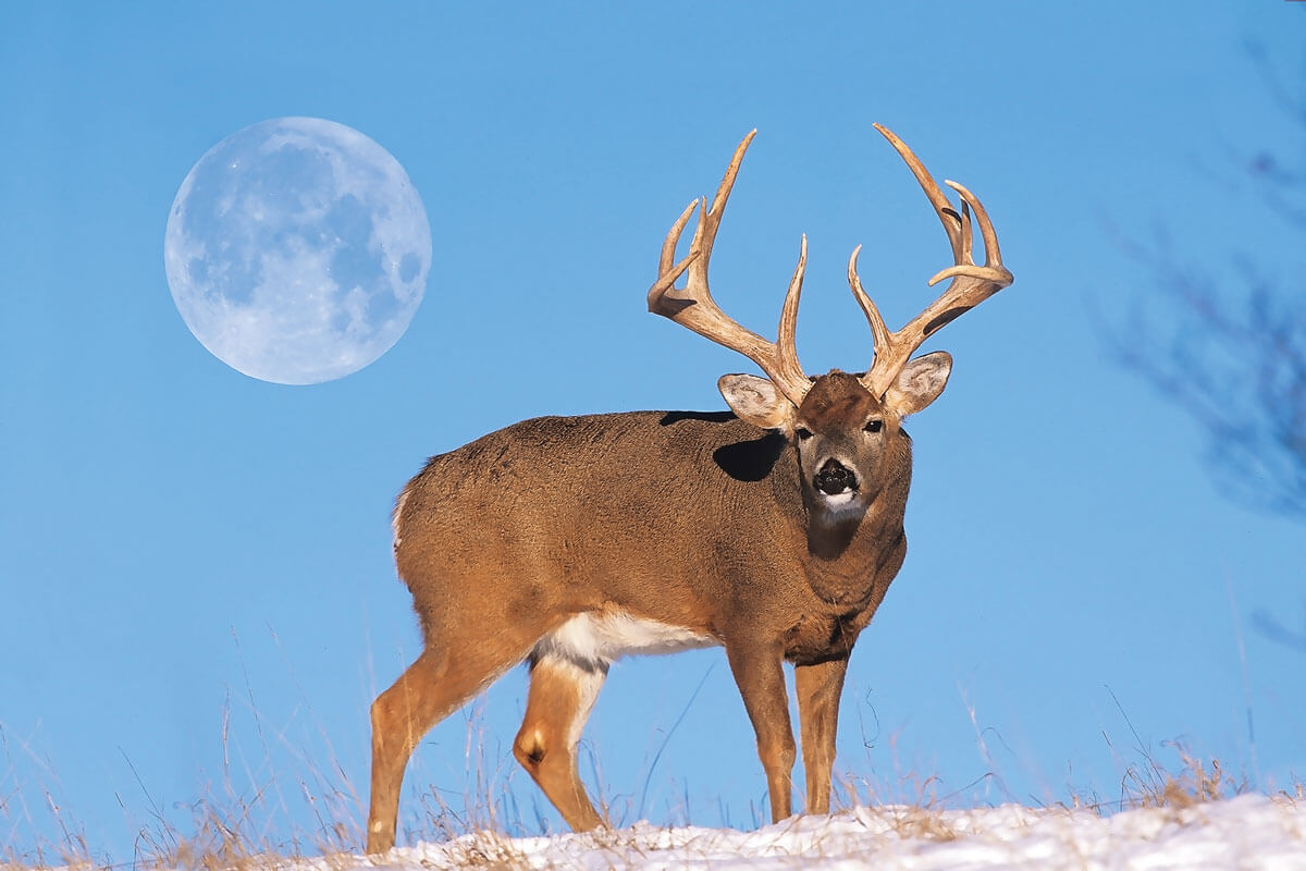 Examining the Weather, the Moon, and the Rut