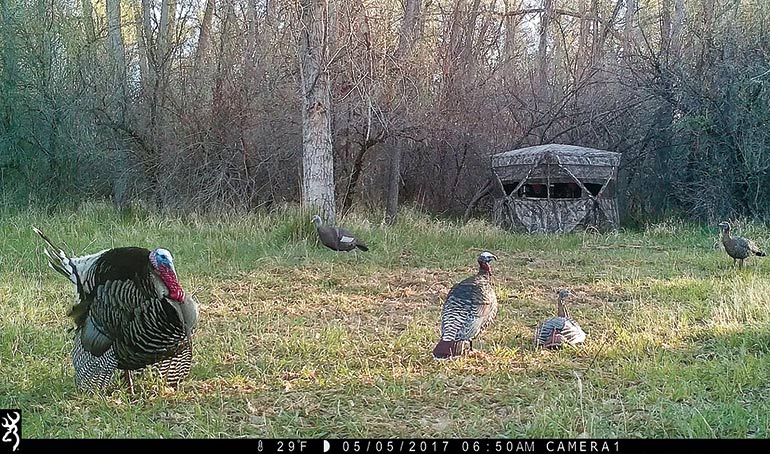 What's the Best Decoy Setup for Bowhunting Turkeys?