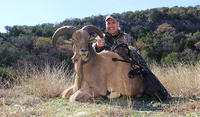 Aoudad Double in Texas Hill Country