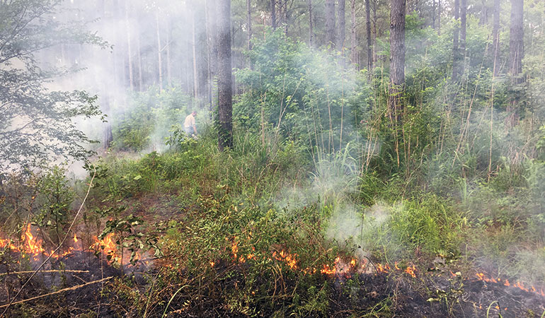 Small Prescribed Burns for Your Treestand Locations 