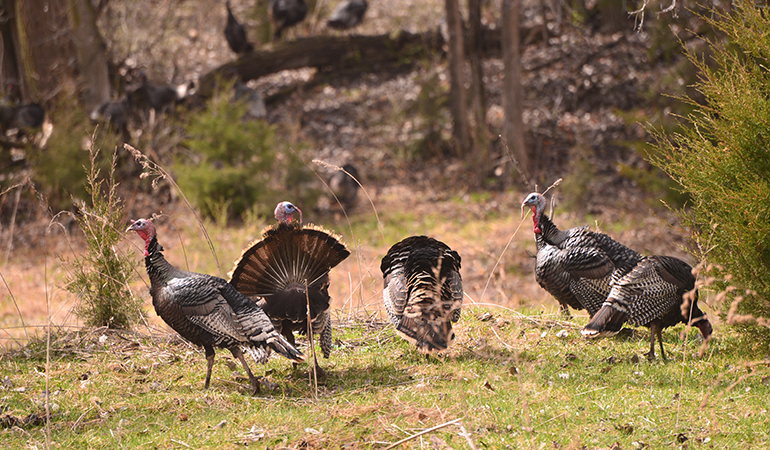 Best Blind Setups for Bowhunting Turkeys on Small Properties