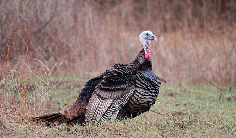 Spring Gobbler Reset: How to Bowhunt Turkeys in May