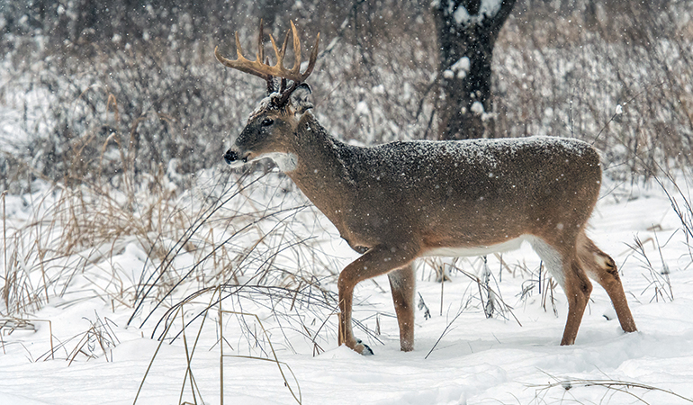 Top Tactics for Late-Season Whitetail Hunting