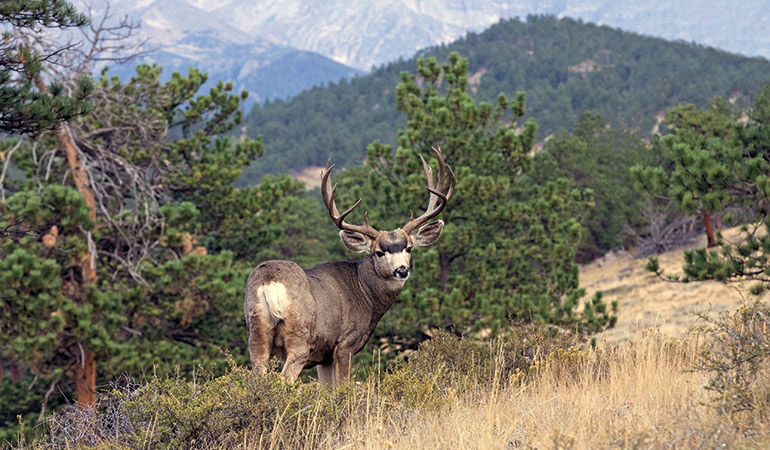 mule deer buck