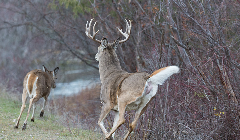 Deer Excursions: Why Bucks Leave Their Home Range