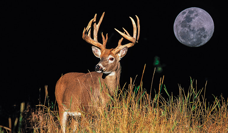 Does Moon Phase Affect Deer Movement? - Bowhunter