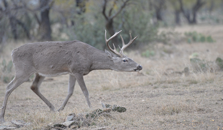 Best Products to Fool a Buck into Bow Range