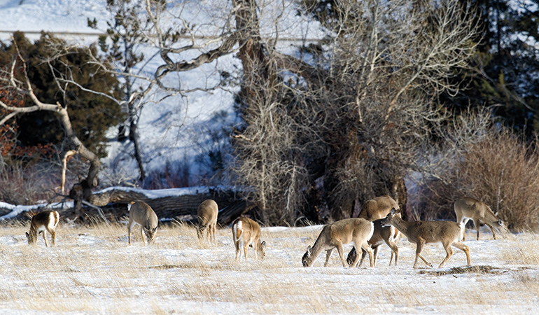 The Scientific Facts & Unknowns of CWD
