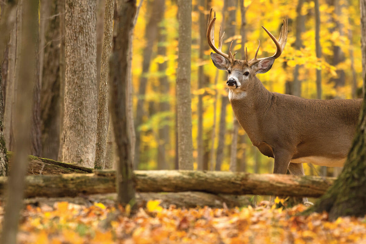 2023 Whitetail Forecast: The Best Days to Hunt