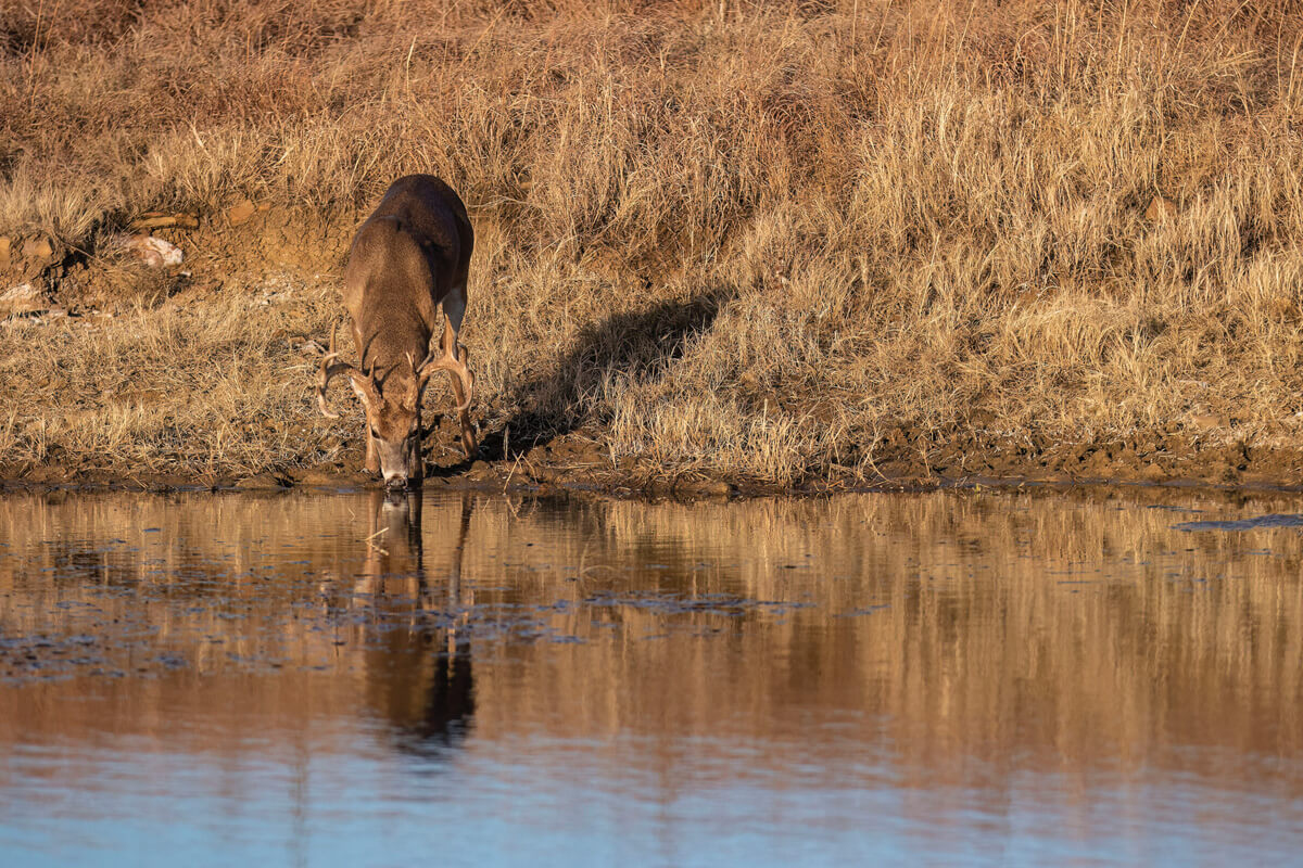 Is Water the Key to Whitetail Success?