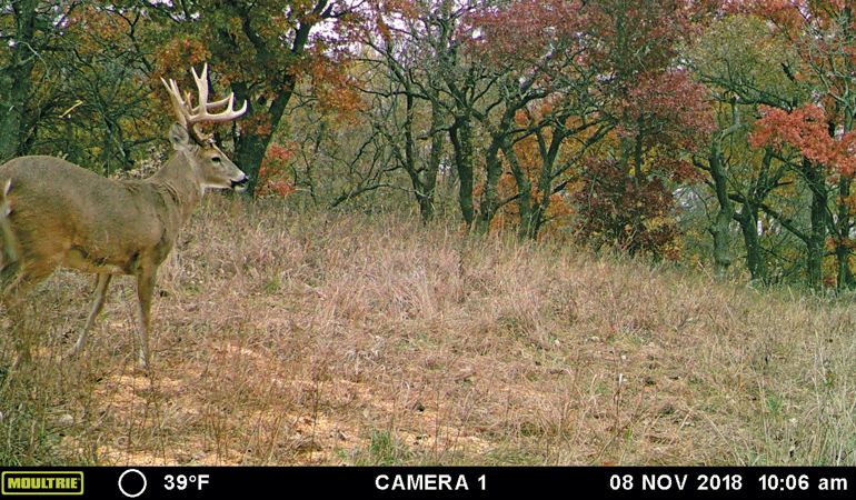 How to Utilize Your Trail Cameras During the Season