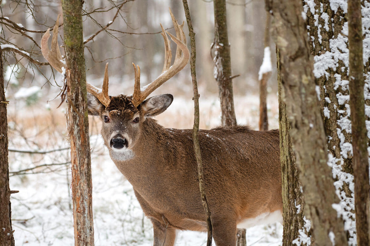Scout More, Hunt Less to Score Late-Season Buck