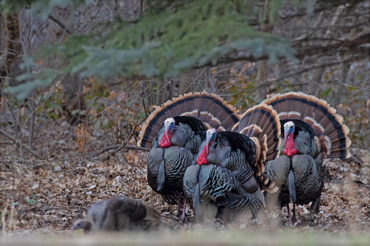Turkey Trifecta: A Spring for the Ages!