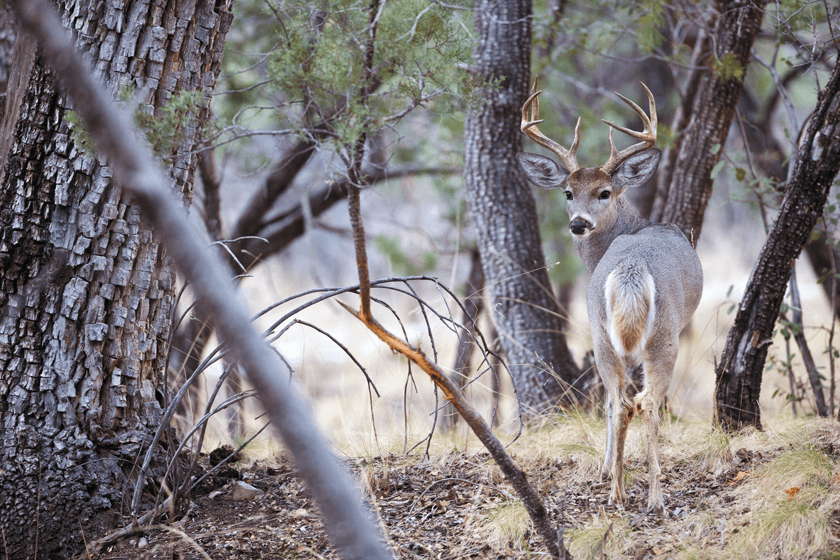 Chasing Coues Deer in the Wild West