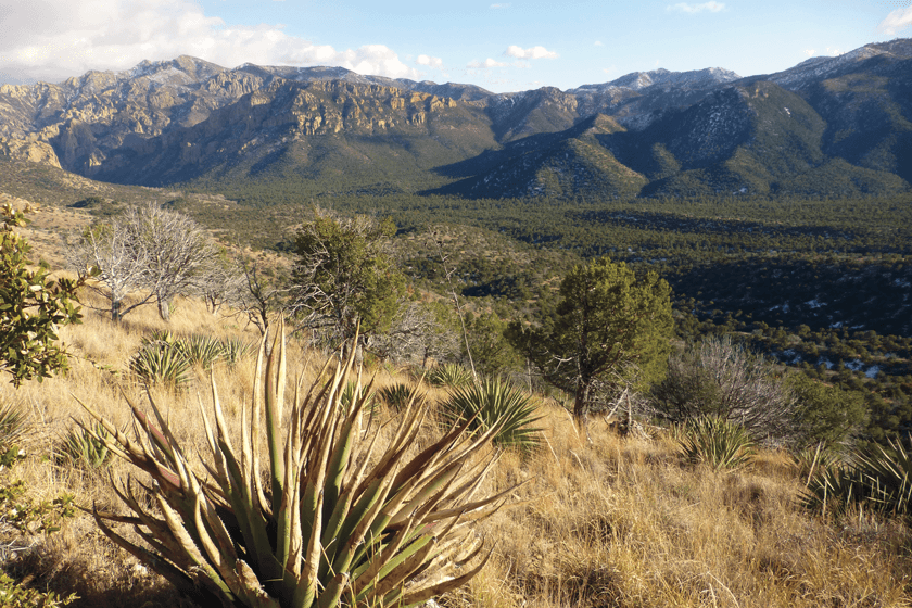 Coues-Deer-Country.jpg