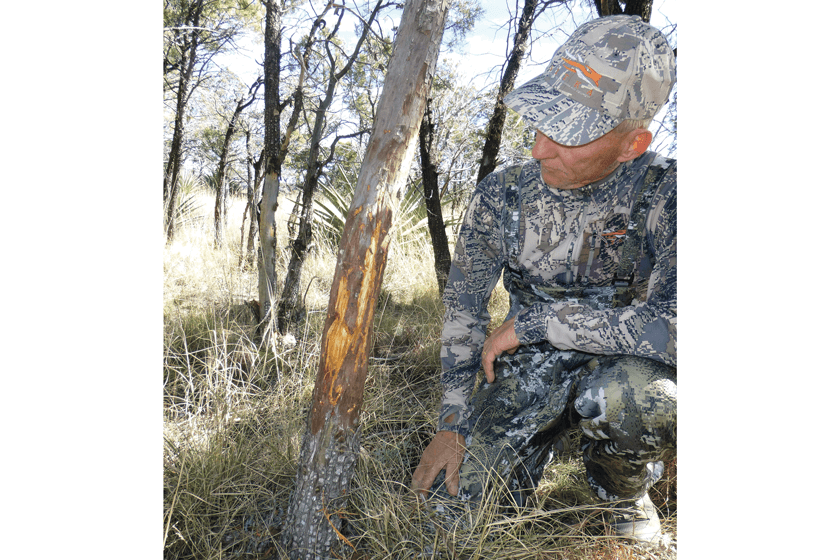 Coues-Deer-Rub-Claypool.jpg