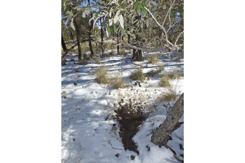 Chasing Coues Deer in the Wild West - Petersen's Bowhunting