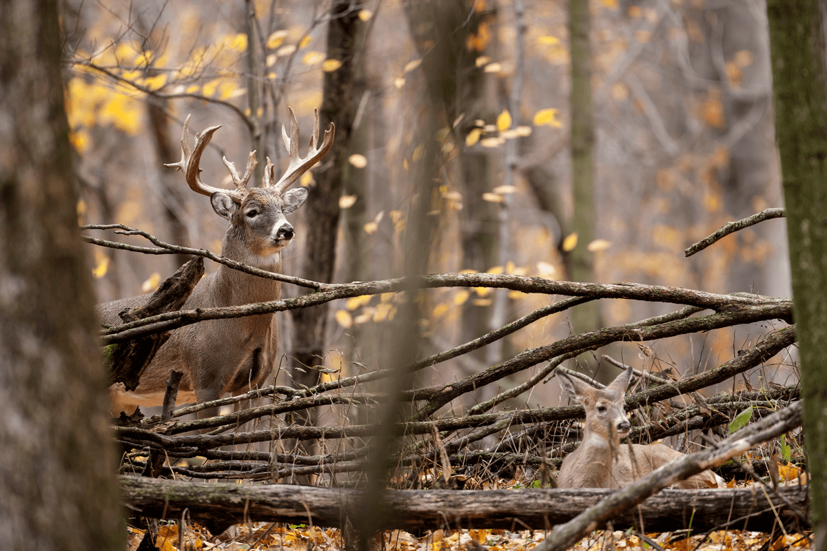 2021 Whitetail Forecast: The Best Days to Hunt