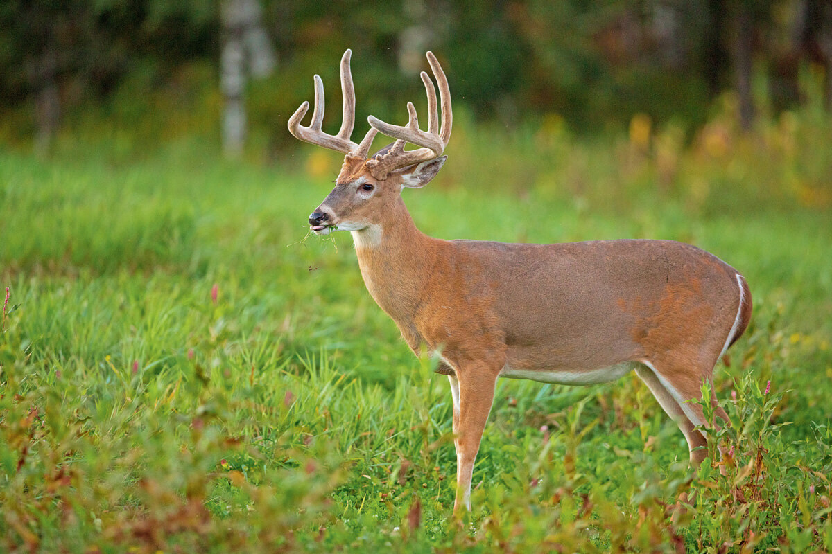 Make Your Mark As a Deer Manager