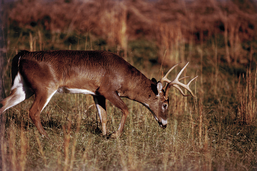 Deer-Shot-Reactions-Checking-Blood.jpg