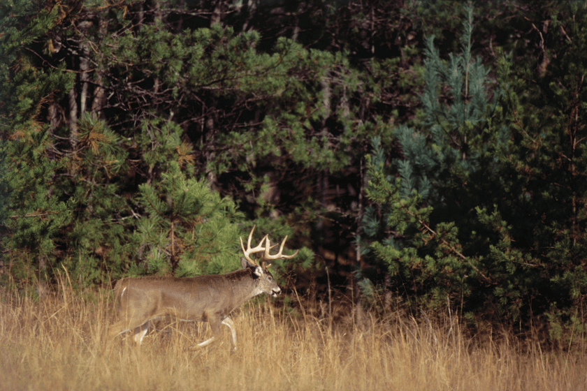 How fast can a deer deals run