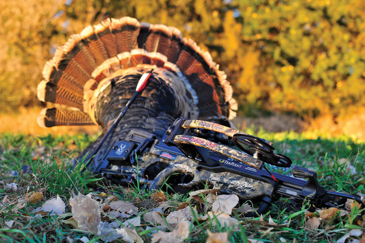 Where and How to Take Aim at a Turkey