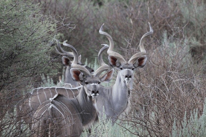 Greater-Kudu-Bucket-List.jpg
