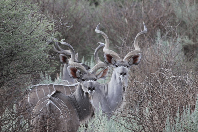 Ultimate Bucket List: The 10 North American Hunts You Must Try