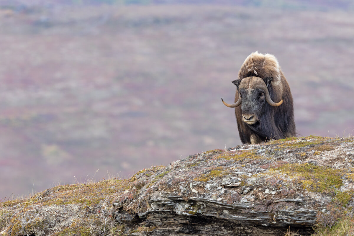 Bowhunting Muskox and Caribou in Greenland