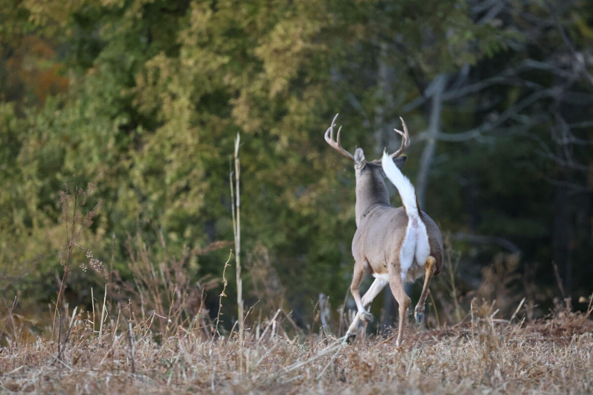 15 Reasons Deer Are Winding You