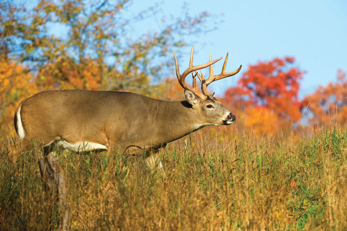 Patterning Small Whitetail Properties