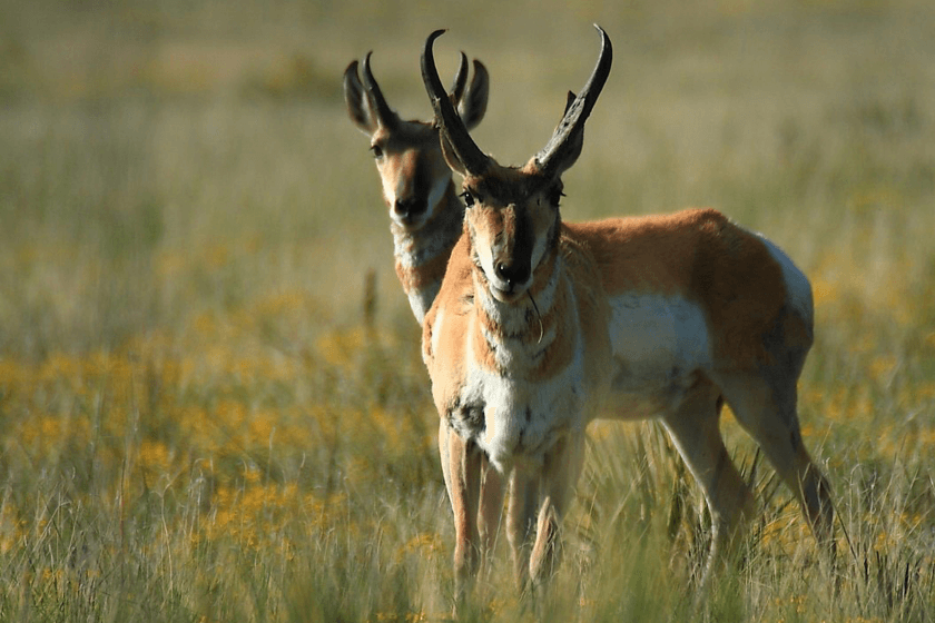 How to Kill an Antelope When They Won't Come to Water 
