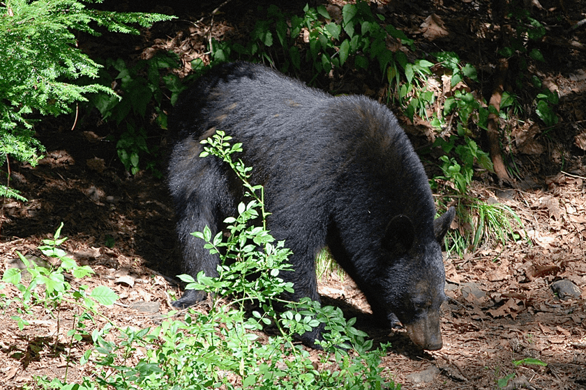 Public-Land-Pennsylvania-Bear.jpg