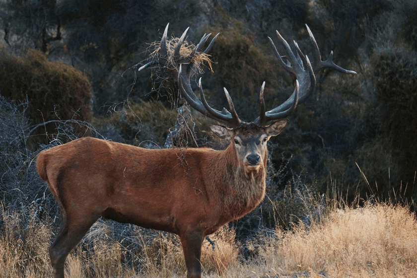 Ultimate Bucket List: The 10 North American Hunts You Must Try