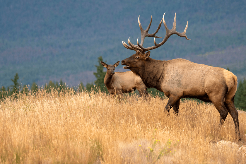 Rocky-Mountain-Elk.jpg