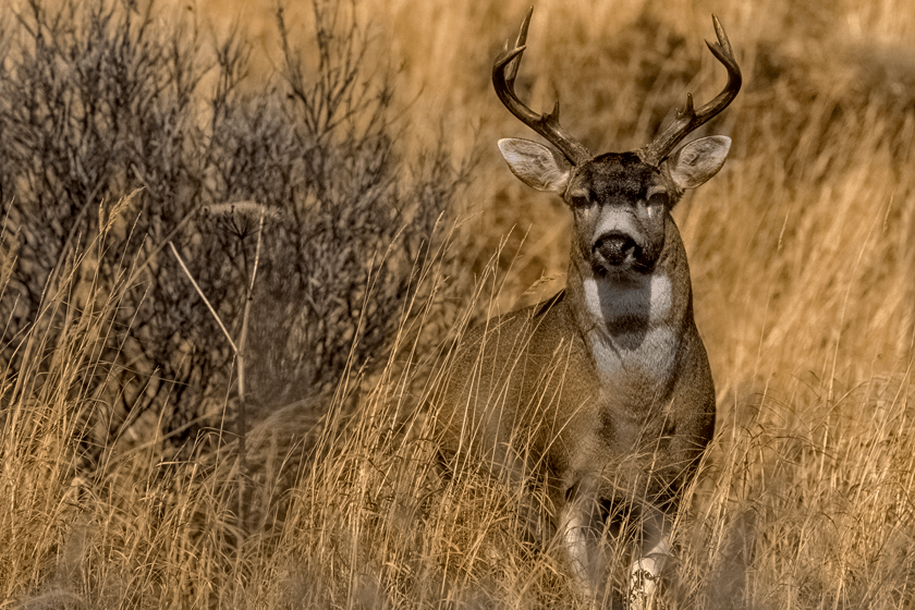 Sitka-Blacktail-Deer-Bucket-List.jpg